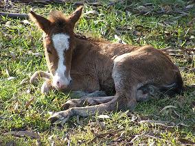 foal.jpg