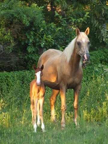 pallyfoal.jpg