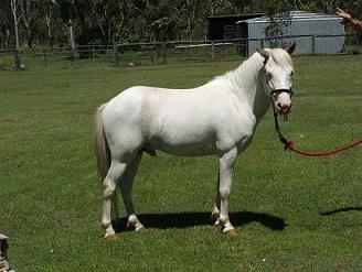 pony.jpg